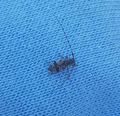 Leiopus femoratus