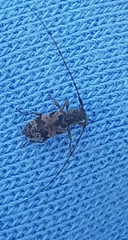 Leiopus femoratus
