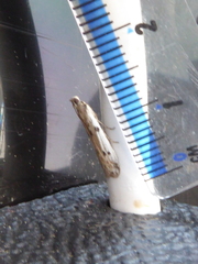 Phycitodes binaevella