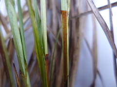 Carex cusickii