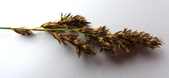 Carex cusickii