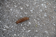 Creatonotos transiens