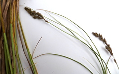 Carex cusickii
