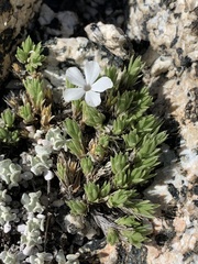 Phlox condensata