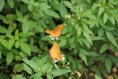 Argynnis hyperbius