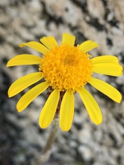 Packera werneriifolia