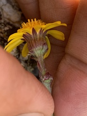 Packera werneriifolia