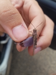 Trimerotropis cyaneipennis