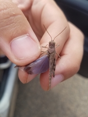 Trimerotropis cyaneipennis