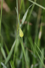 Allium oleraceum