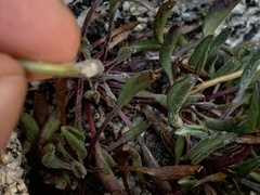 Packera werneriifolia