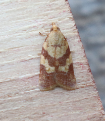 Sparganothis senecionana