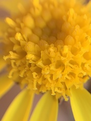 Packera werneriifolia