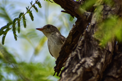 Muscicapa dauurica