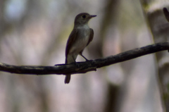 Muscicapa dauurica