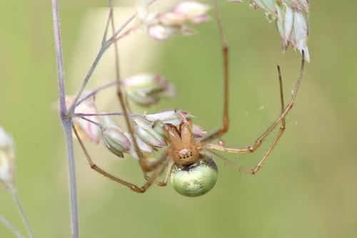 Silver Stretch Spider