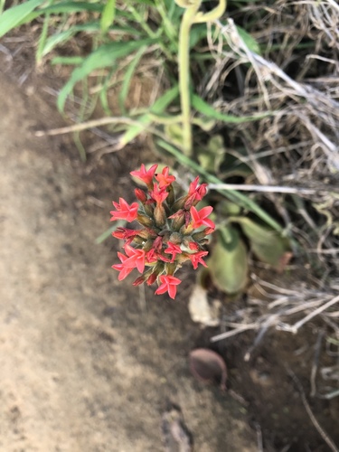 Kalanchoe lateritia Engl.