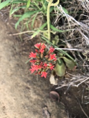 Kalanchoe lateritia