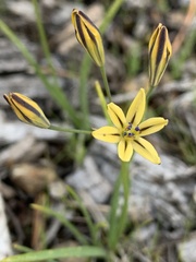 Triteleia dudleyi