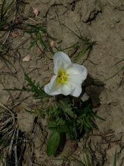 Oenothera cespitosa cespitosa