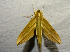 Xylophanes indistincta