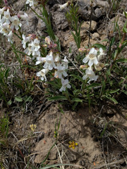 Penstemon albidus