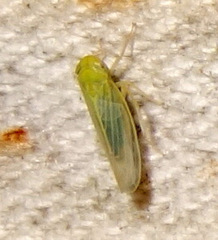 Cicadula placida