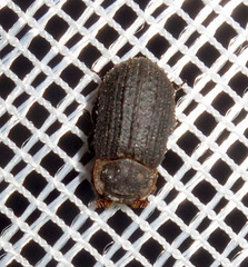 Trox scaber