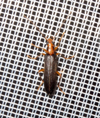Nacerdes carniolica