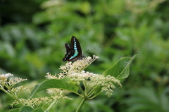 Graphium sarpedon
