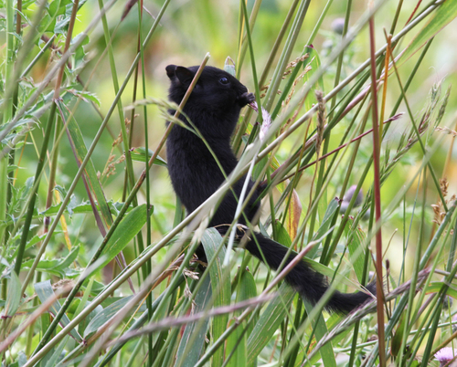 Yellow-pine Chipmunk