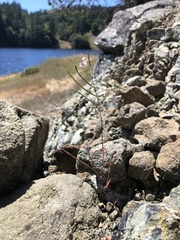 Streptanthus glandulosus secundus