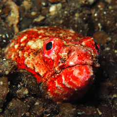 Henshaw's Snake Eel photo 3