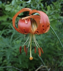 Lilium pardalinum vollmeri