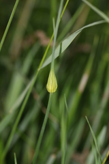 Allium oleraceum