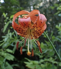 Lilium pardalinum vollmeri