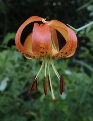 Lilium pardalinum vollmeri
