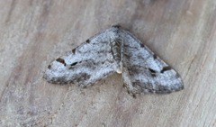 Digrammia denticulata