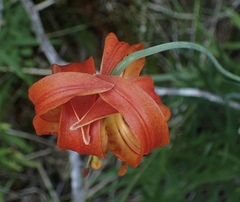 Lilium pardalinum vollmeri