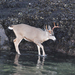 Sitka Black-tailed Deer - Photo (c) chris_charlesworth, some rights reserved (CC BY-NC)