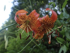 Lilium pardalinum vollmeri