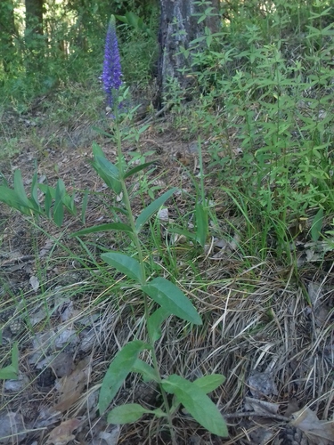 Veronica spicata