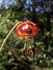 Lilium pardalinum vollmeri