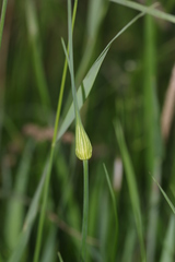Allium oleraceum