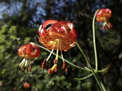 Lilium pardalinum vollmeri