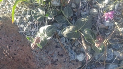 Asclepias solanoana
