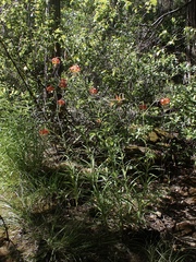 Lilium pardalinum vollmeri
