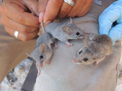 Peromyscus boylii glasselli