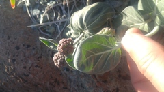 Asclepias solanoana