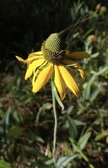 Rudbeckia glaucescens